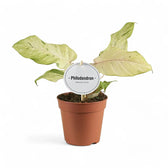 Philodendron 'Snowdrift' potted plant in nursery pot on white background.