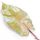 Philodendron 'Snowdrift' potted plant in nursery pot on white background.