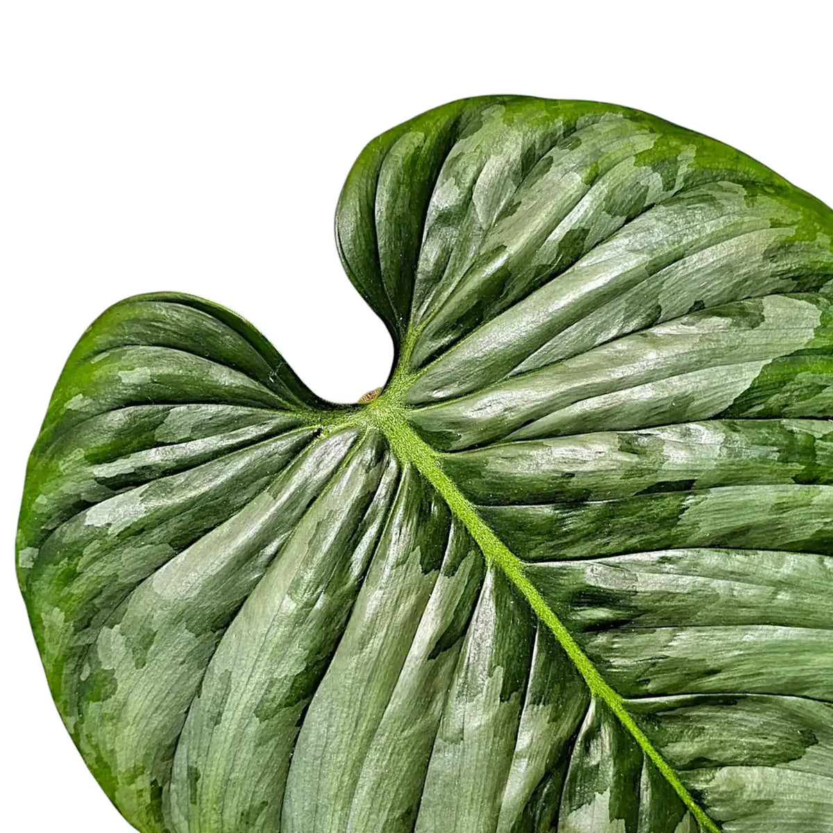 caring for an philodendron sodiroi Philodendron sodiroi – Foliage Factory