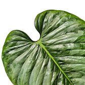 Nahaufnahme eines Blatts von Philodendron sodiroi vor weißem Hintergrund.