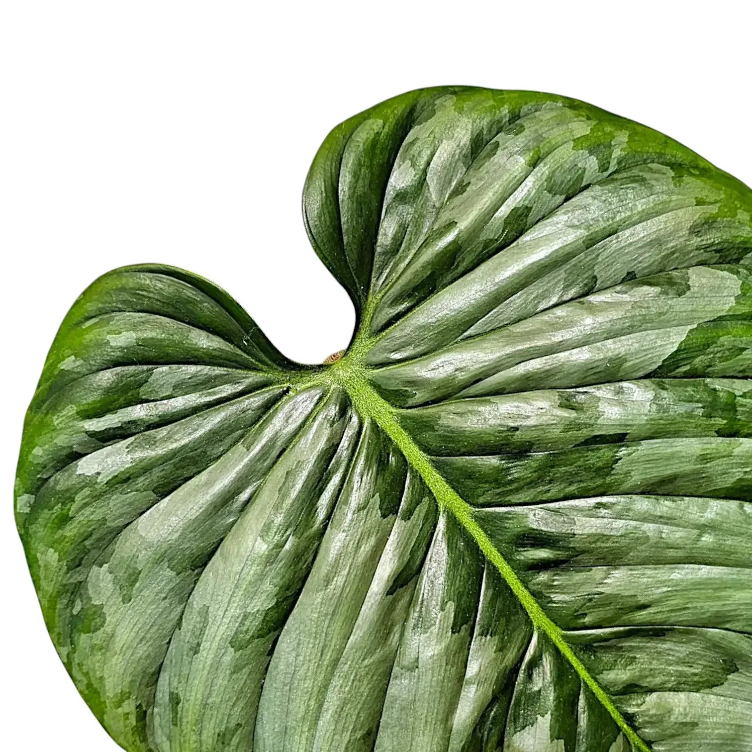 Nahaufnahme eines Blatts von Philodendron sodiroi vor weißem Hintergrund.