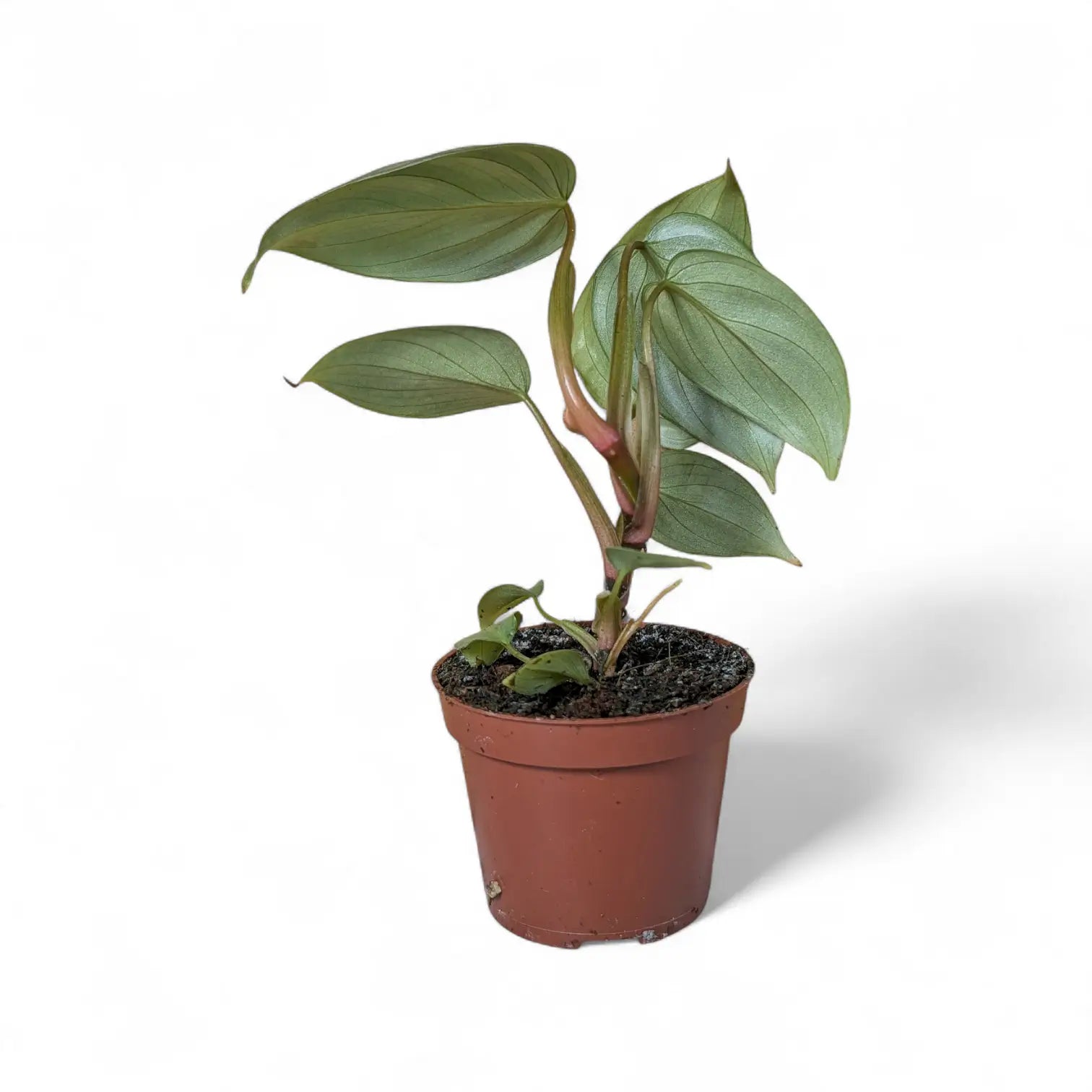 Philodendron sodiroi potted plant in nursery pot on white background.
