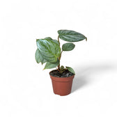 Philodendron sodiroi – Topfpflanze im Kulturtopf vor weißem Hintergrund, Produktfoto 3.