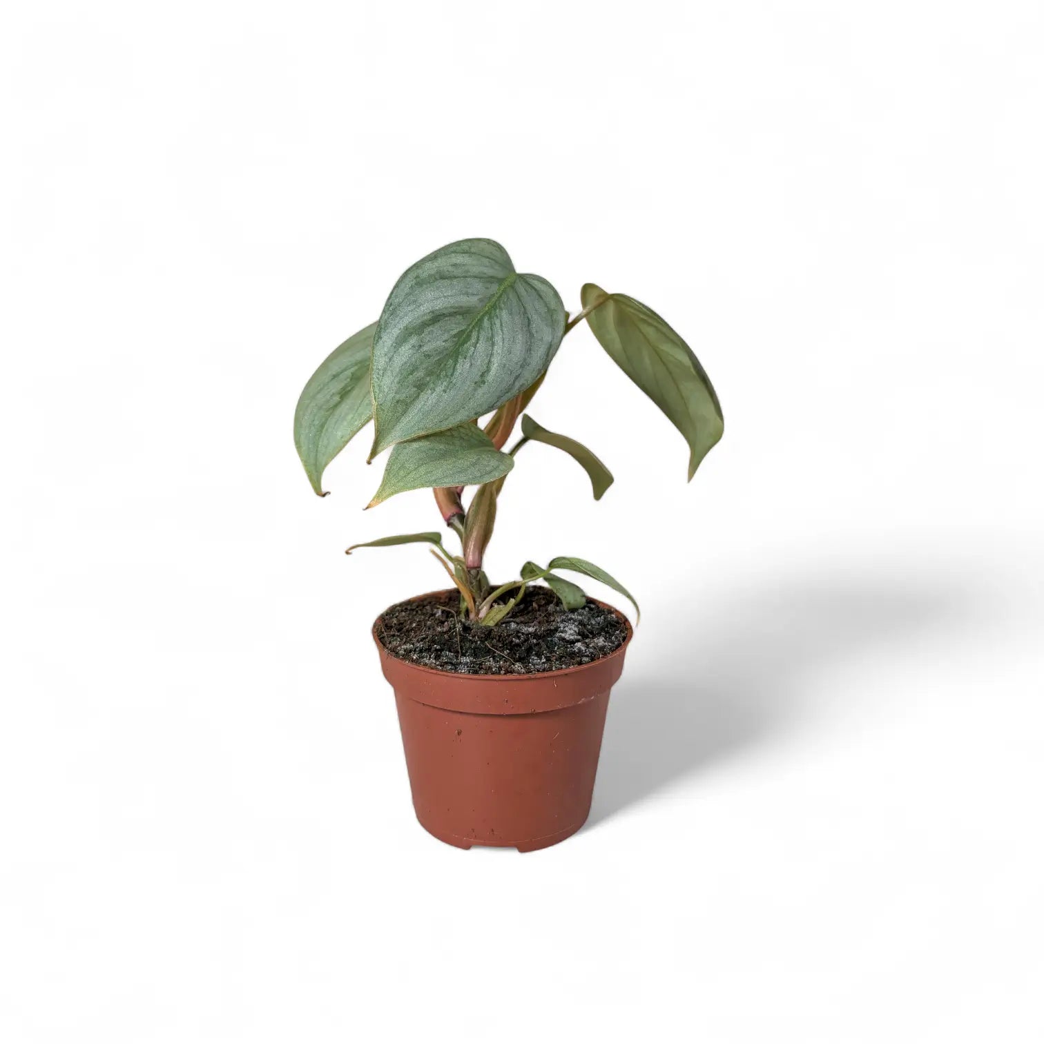 Philodendron sodiroi potted plant in nursery pot on white background.
