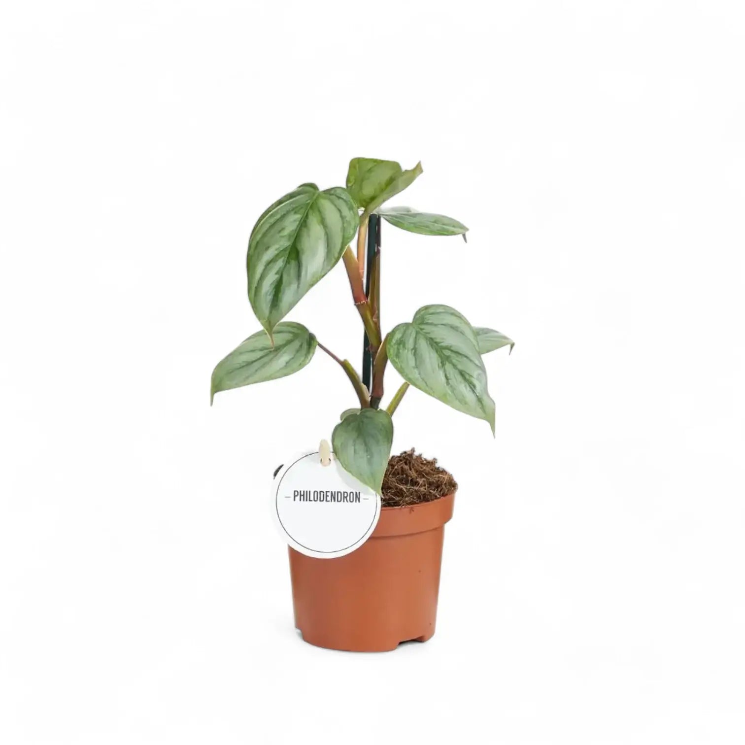 Philodendron sodiroi – Topfpflanze im Kulturtopf vor weißem Hintergrund, Produktfoto 5.