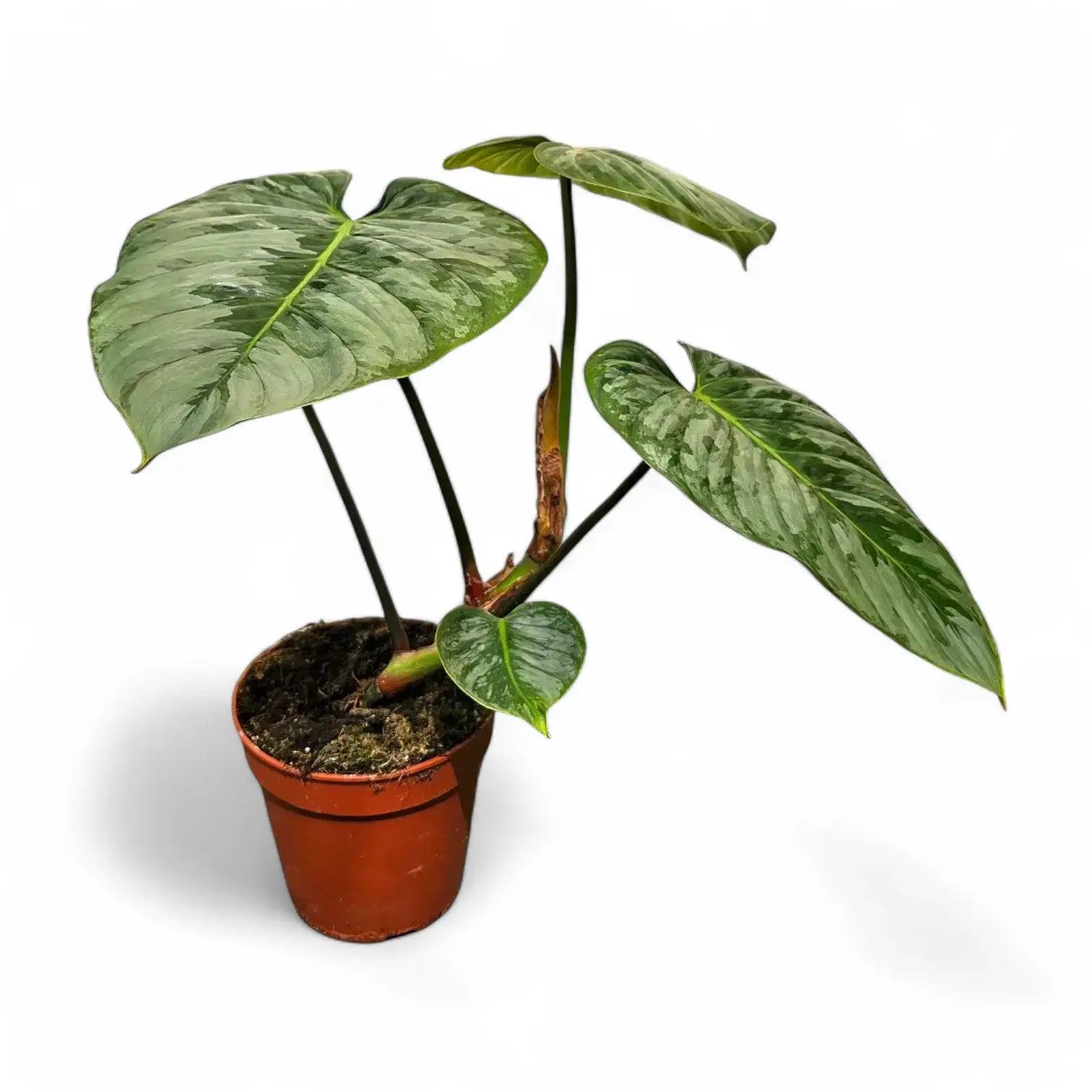 Philodendron sodiroi – Topfpflanze im Kulturtopf vor weißem Hintergrund, Produktfoto 6.