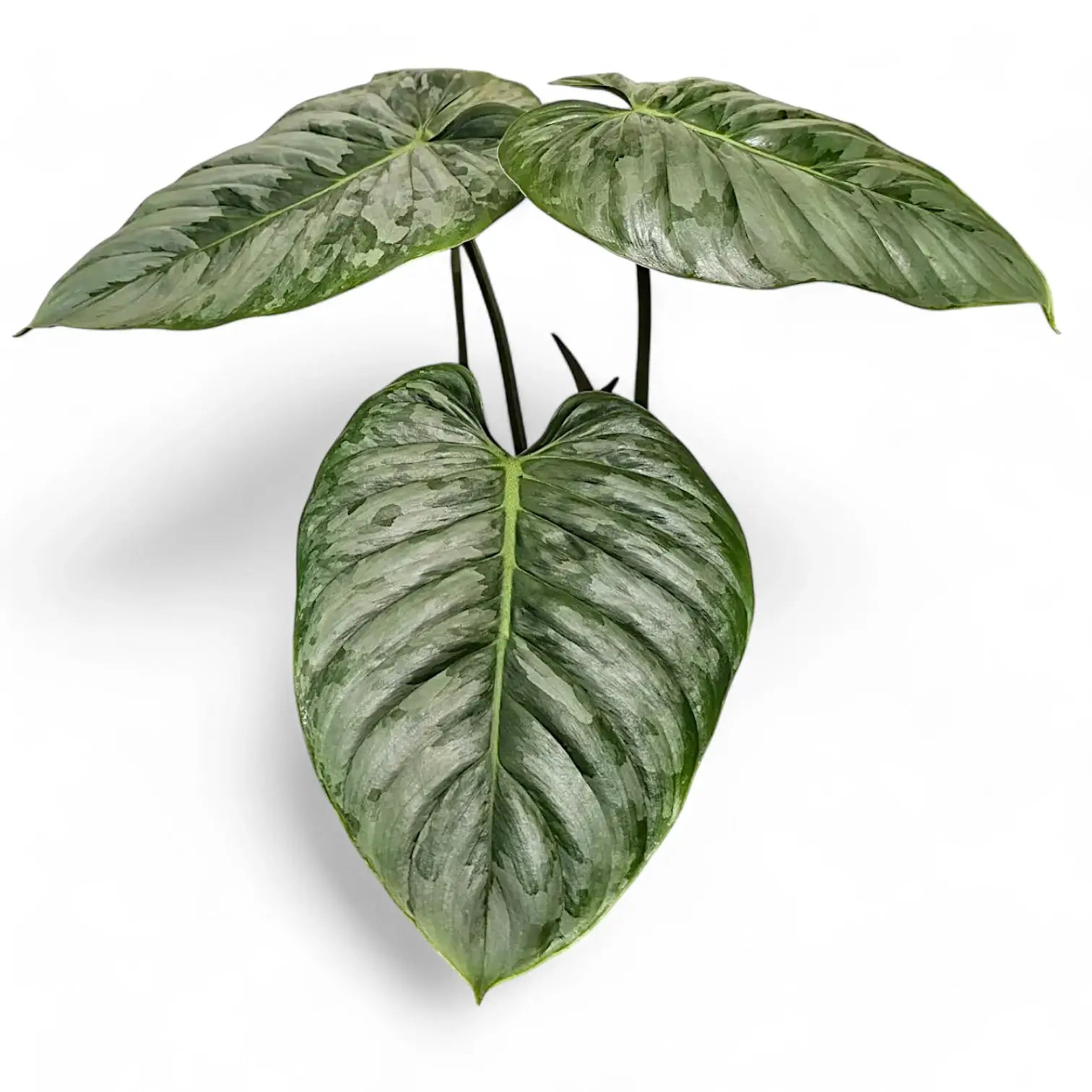 Philodendron sodiroi – Topfpflanze im Kulturtopf vor weißem Hintergrund, Produktfoto 7.
