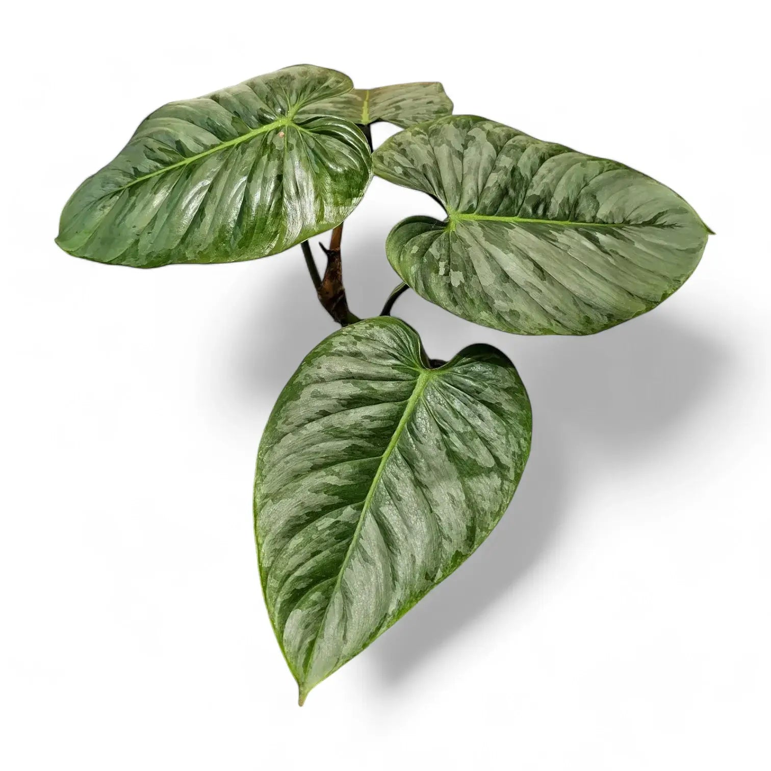 Philodendron sodiroi – Topfpflanze im Kulturtopf vor weißem Hintergrund, Produktfoto 8.