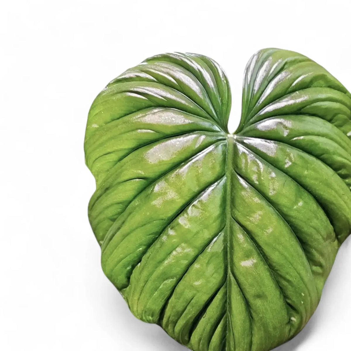 Philodendron sp. Colombia – unbeschriebener Samt-Aroid