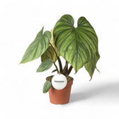 Philodendron sp. Colombia – Topfpflanze im Kulturtopf vor weißem Hintergrund, Produktfoto 2.