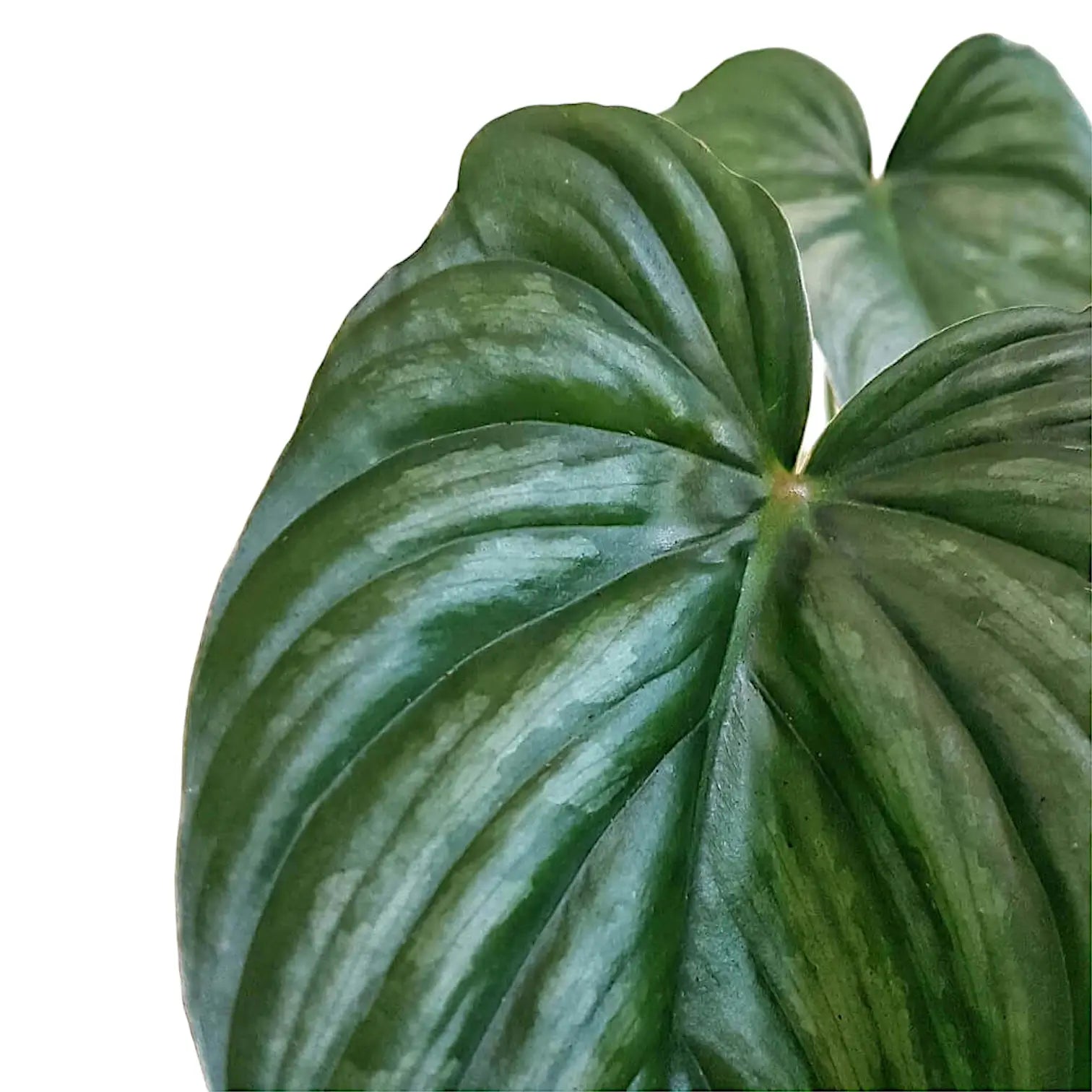 Philodendron sp 'peltatum' ('pastazanum silver') leaf close-up on white background.