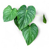 philodendron peltatum 1 Philodendron sp. 'Peltatum' – Silver-Toned Heart with Velvety Finish
