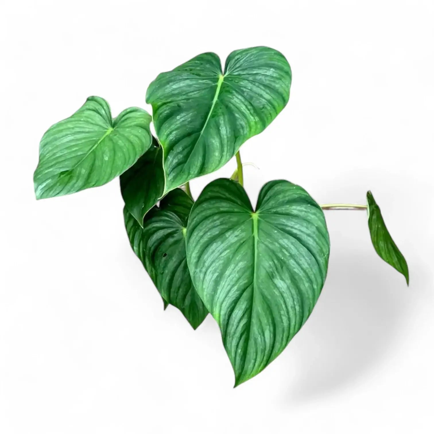 Philodendron sp 'peltatum' ('pastazanum silver') potted plant in nursery pot on white background.