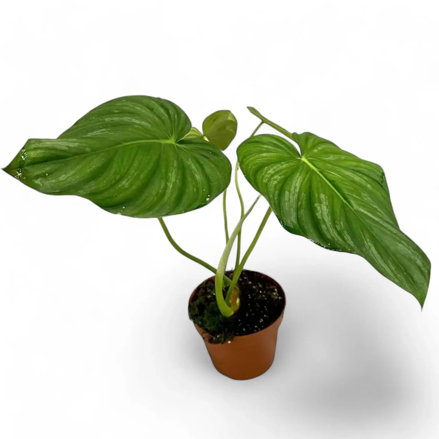 Philodendron sp 'peltatum' ('pastazanum silver') potted plant in nursery pot on white background.