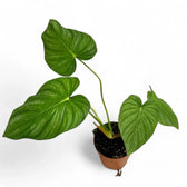 Philodendron sp 'peltatum' ('pastazanum silver') potted plant in nursery pot on white background.