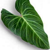 Philodendron 'Splendid' (verrucosum x melanochrysum) close-up of leaf on white background.