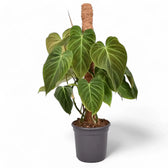 Philodendron 'Splendid' (verrucosum x melanochrysum) potted plant in nursery pot on white background.