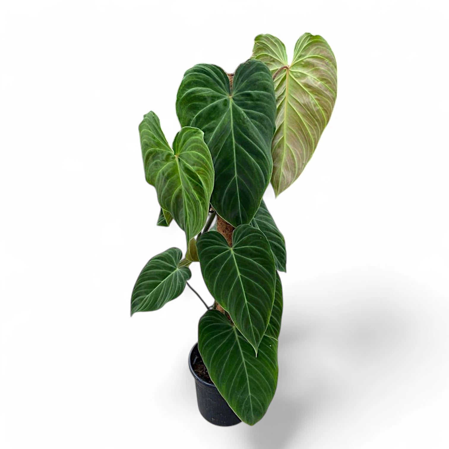 Philodendron 'Splendid' (verrucosum x melanochrysum) potted plant in nursery pot on white background.