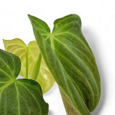 Philodendron 'Splendid' (verrucosum x melanochrysum) potted plant in nursery pot on white background.