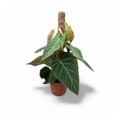 Philodendron 'Splendid' (verrucosum x melanochrysum) potted plant in nursery pot on white background.