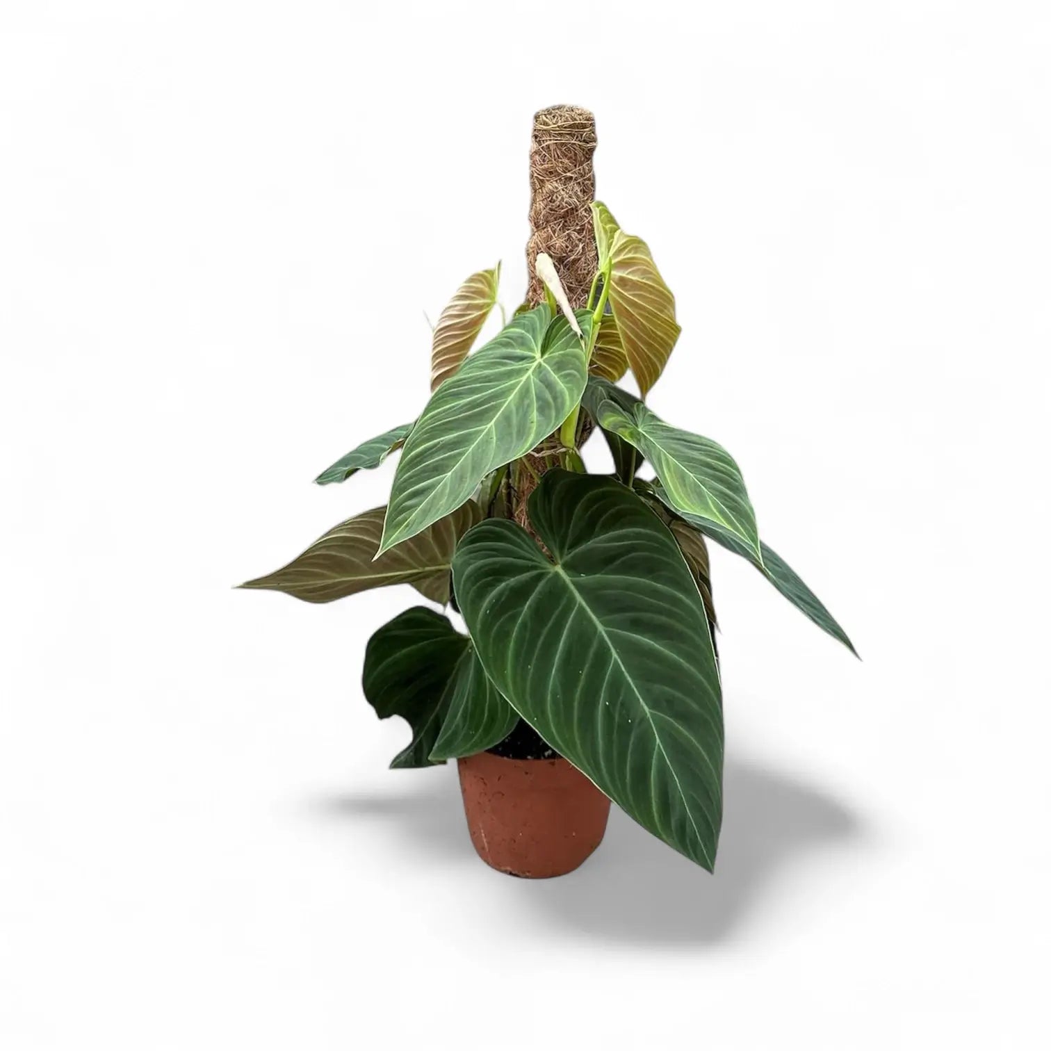 Philodendron 'Splendid' (verrucosum x melanochrysum) potted plant in nursery pot on white background.