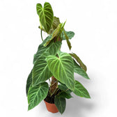 Philodendron 'Splendid' (verrucosum x melanochrysum) potted plant in nursery pot on white background.