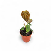 Philodendron 'Splendid' (verrucosum x melanochrysum) potted plant in nursery pot on white background.
