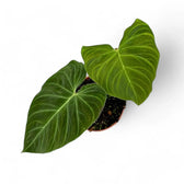 Philodendron 'Splendid' (verrucosum x melanochrysum) potted plant in nursery pot on white background.