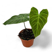 Philodendron 'Splendid' (verrucosum x melanochrysum) potted plant in nursery pot on white background.