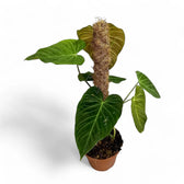 Philodendron 'Splendid' (verrucosum x melanochrysum) potted plant in nursery pot on white background.