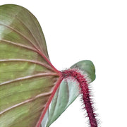 Nahaufnahme eines Blatts von Philodendron squamicaule vor weißem Hintergrund.