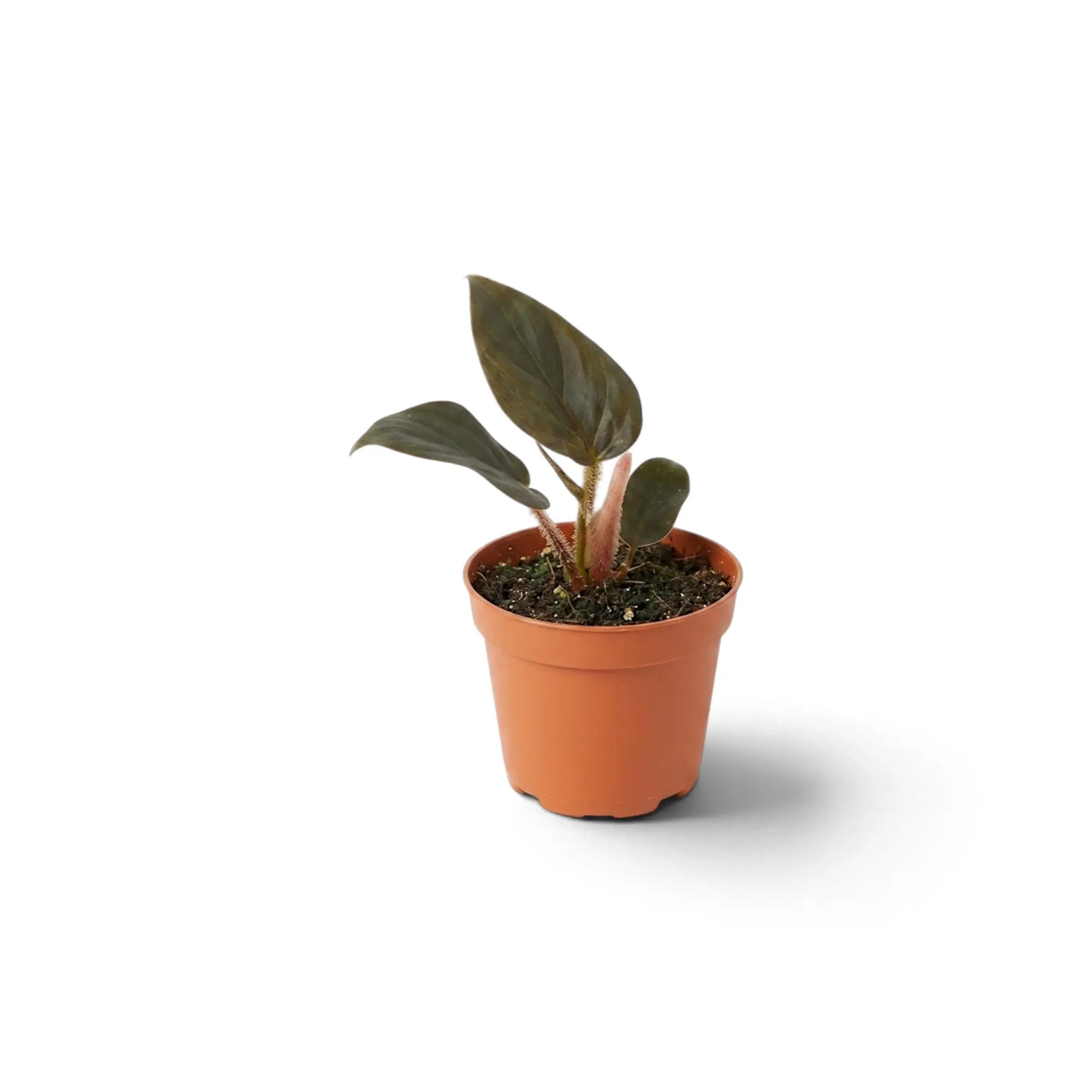 Philodendron squamicaule als Jungpflanze mit strukturierten grünen Blättern und rötlich braunen schuppigen Blattstielen