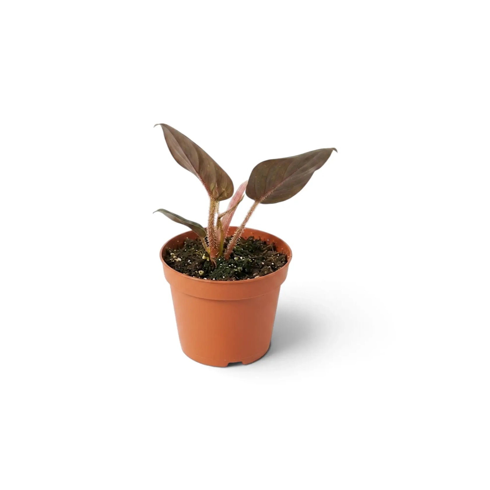 Philodendron squamicaule als Jungpflanze mit reliefartig strukturiertem grünem Laub und borstigen rotbraunen Blattstielen