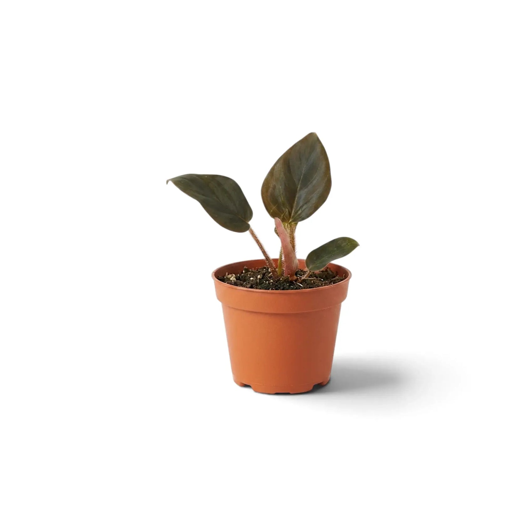Philodendron squamicaule als Jungpflanze im Kulturtopf mit strukturierten grünen Blättern und rotbraunen schuppigen Blattstielen