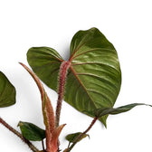 Foliage of Philodendron squamicaule and bristly red-brown petioles on white background