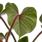 Detailaufnahme von Philodendron squamicaule mit reliefartig strukturiertem grünem Laub neben einem borstigen rotbraunen Blattstiel