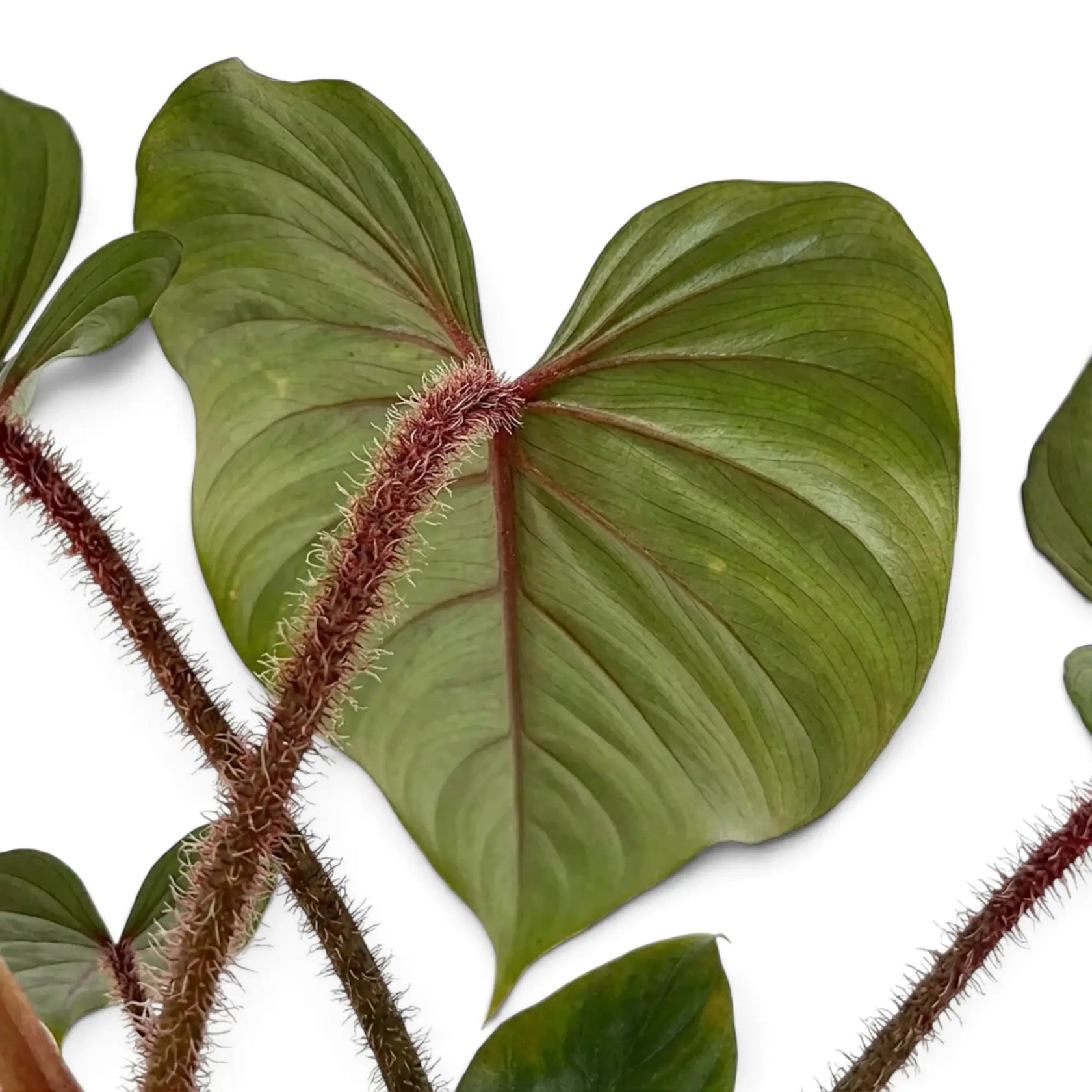 Detailaufnahme von Philodendron squamicaule mit reliefartig strukturiertem grünem Laub neben einem borstigen rotbraunen Blattstiel