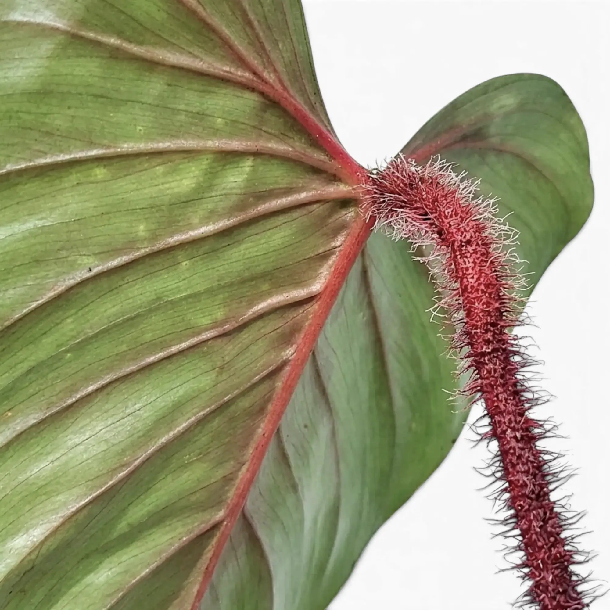 Nahaufnahme von Philodendron squamicaule mit strukturiertem grünem Laub und einem behaarten rötlich braunen Blattstiel