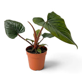 Mittelgroßer Philodendron squamicaule mit strukturierten grünen Blättern und rötlich braunen schuppigen Blattstielen