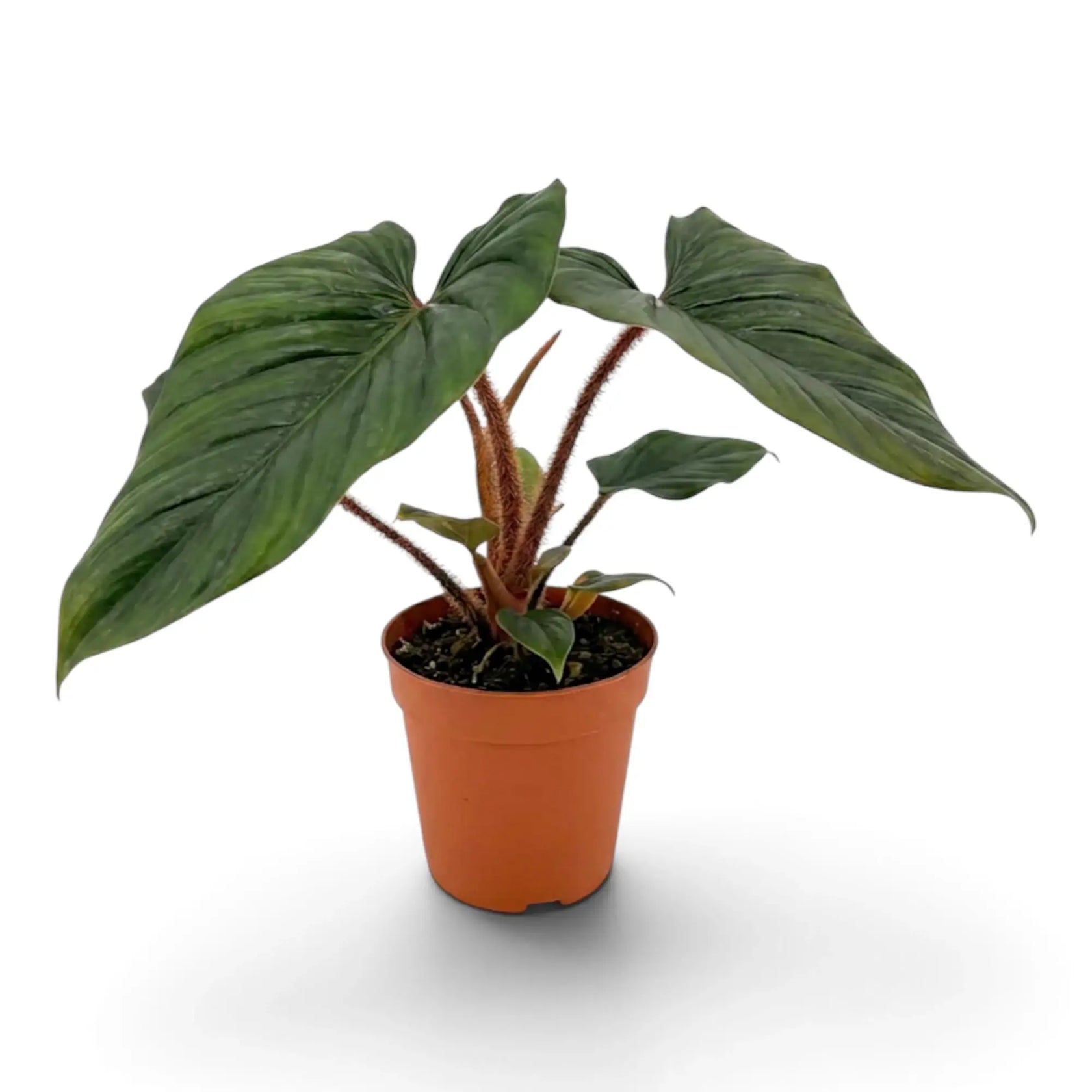 Mittelgroßer Philodendron squamicaule mit reliefartig strukturiertem grünem Laub und borstigen rotbraunen Blattstielen