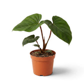 Mittelgroßer Philodendron squamicaule mit reliefartig strukturierten Blättern an einem Klettertrieb und behaarten rötlichen Blattstielen