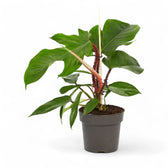 Philodendron squamiferum potted plant in nursery pot on white background.