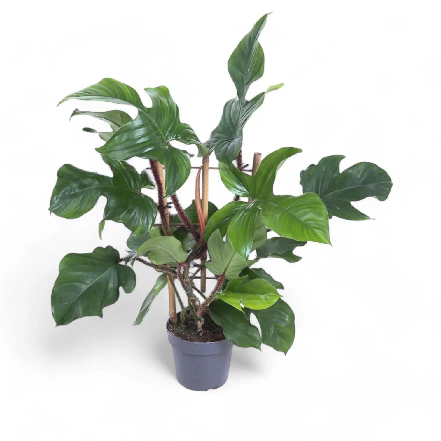 Philodendron squamiferum potted plant in nursery pot on white background.
