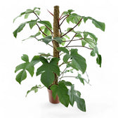 Philodendron squamiferum potted plant in nursery pot on white background.