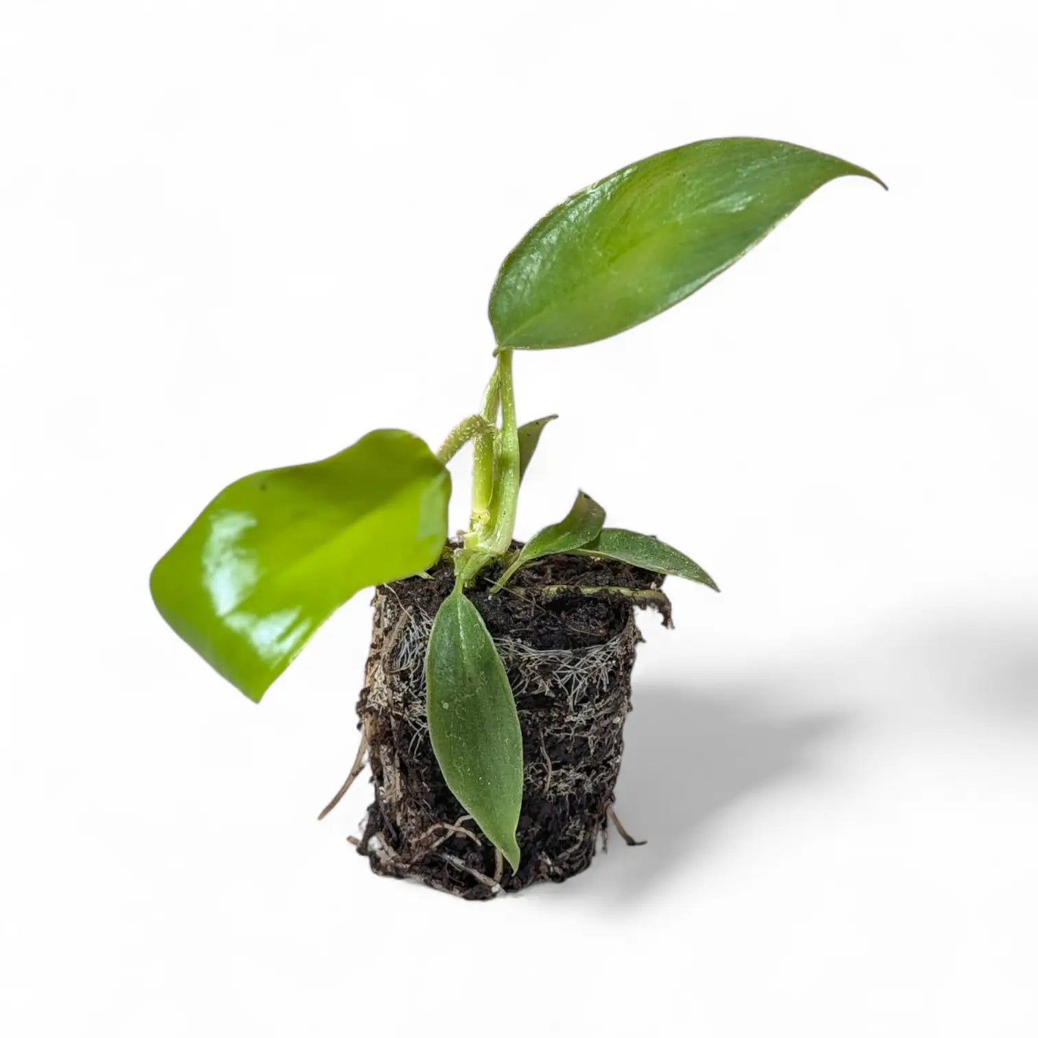 Philodendron squamiferum potted plant in nursery pot on white background.