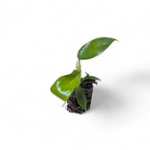 Philodendron squamiferum potted plant in nursery pot on white background.