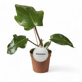 Philodendron squamiferum potted plant in nursery pot on white background.