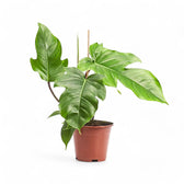 Philodendron squamiferum potted plant in nursery pot on white background.