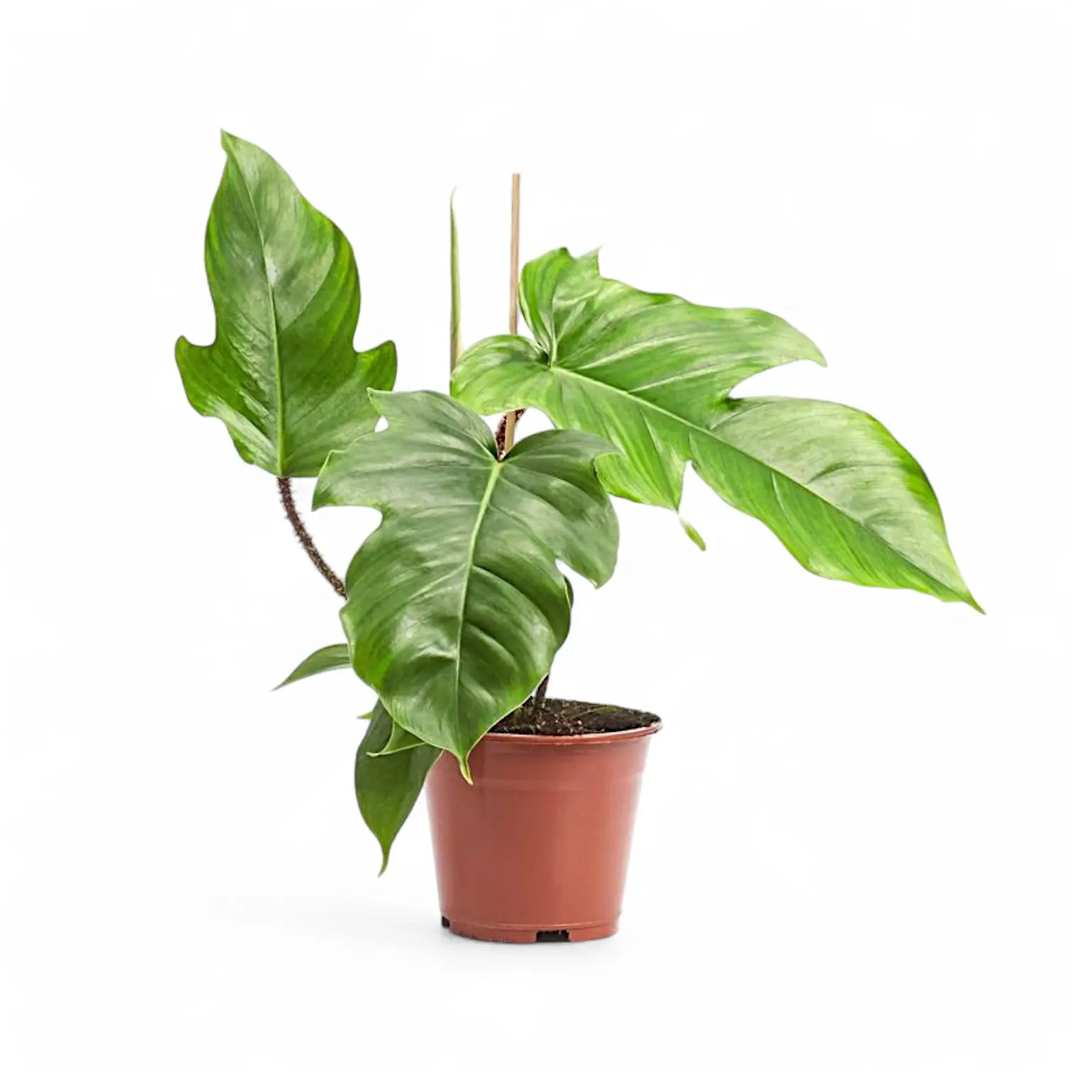 Philodendron squamiferum potted plant in nursery pot on white background.
