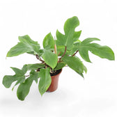 Philodendron squamiferum potted plant in nursery pot on white background.